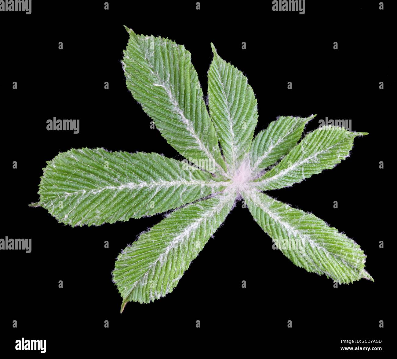 Le premier jeune châtaigne à feuilles de printemps recouvert de blanc protecteur peluches isolées Banque D'Images