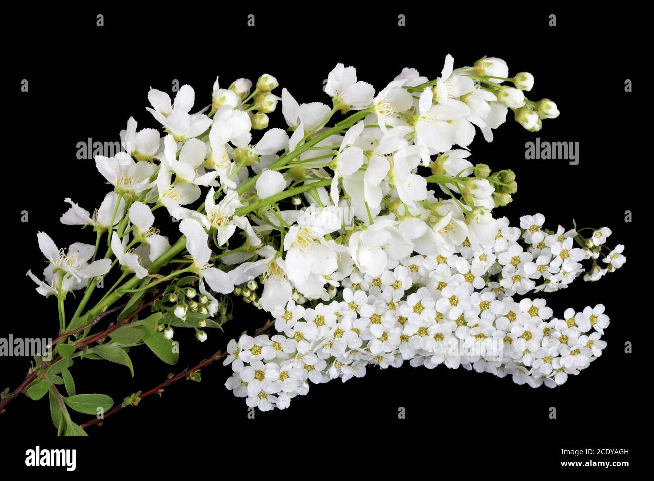 Fleurs de printemps blanches de la forêt Plum et oiseau sauvages Cerisiers isolés noirs Banque D'Images
