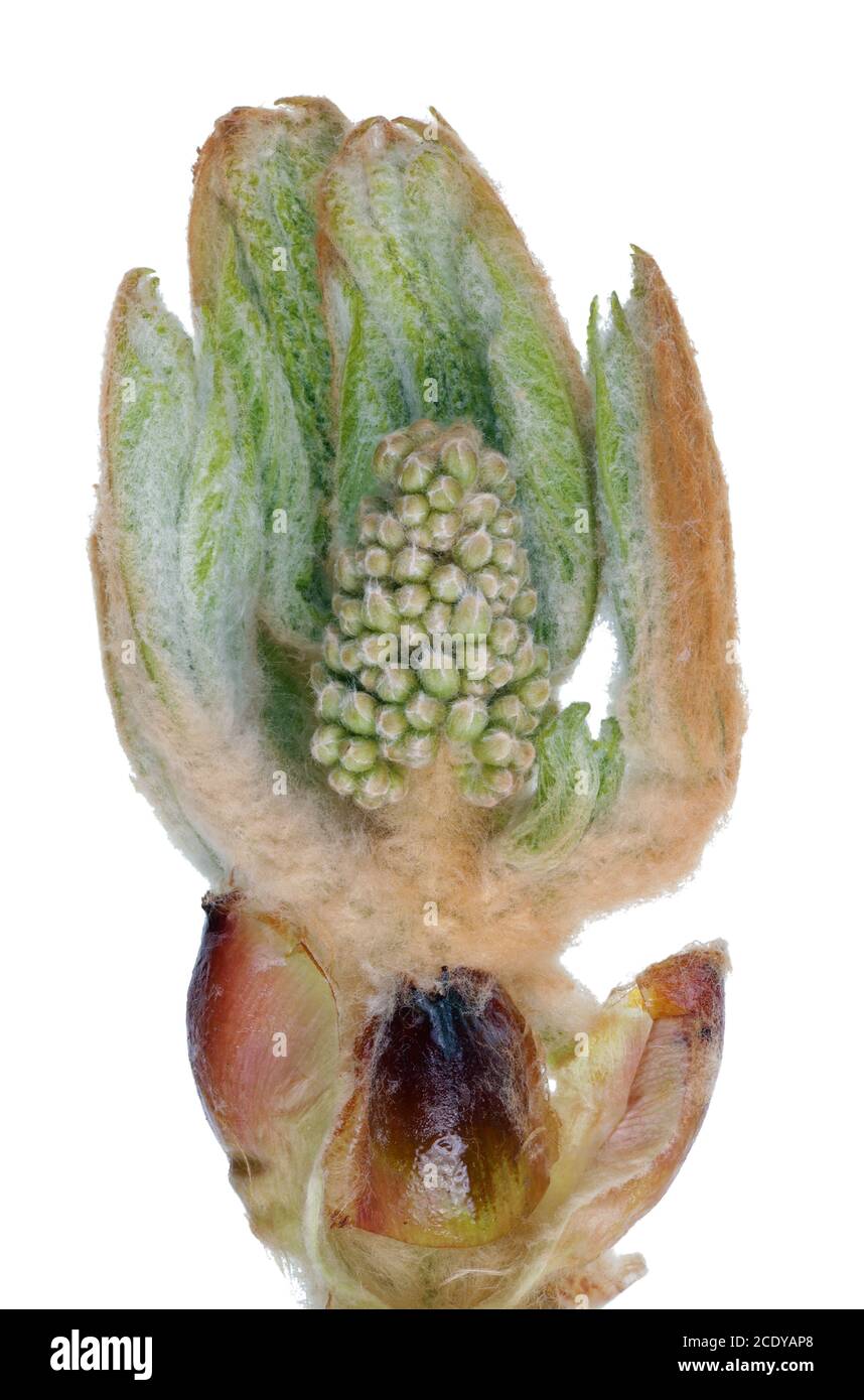 Le bourgeon de feuilles du printemps d'avril de la section transversale du châtaignier macro isolée Banque D'Images