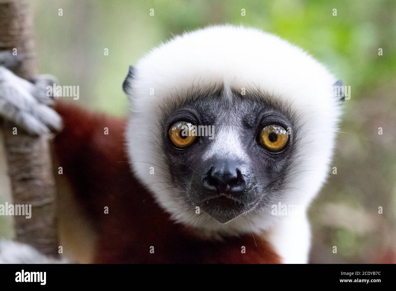 Le portrait d'un citron Sifaka dans la forêt tropicale Banque D'Images
