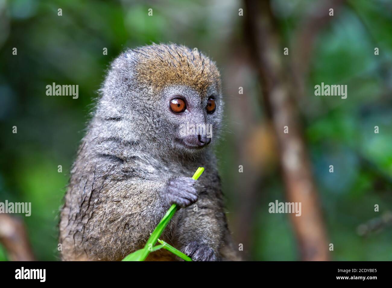 Un petit lémurien sur une branche mange sur une lame d'herbe Banque D'Images