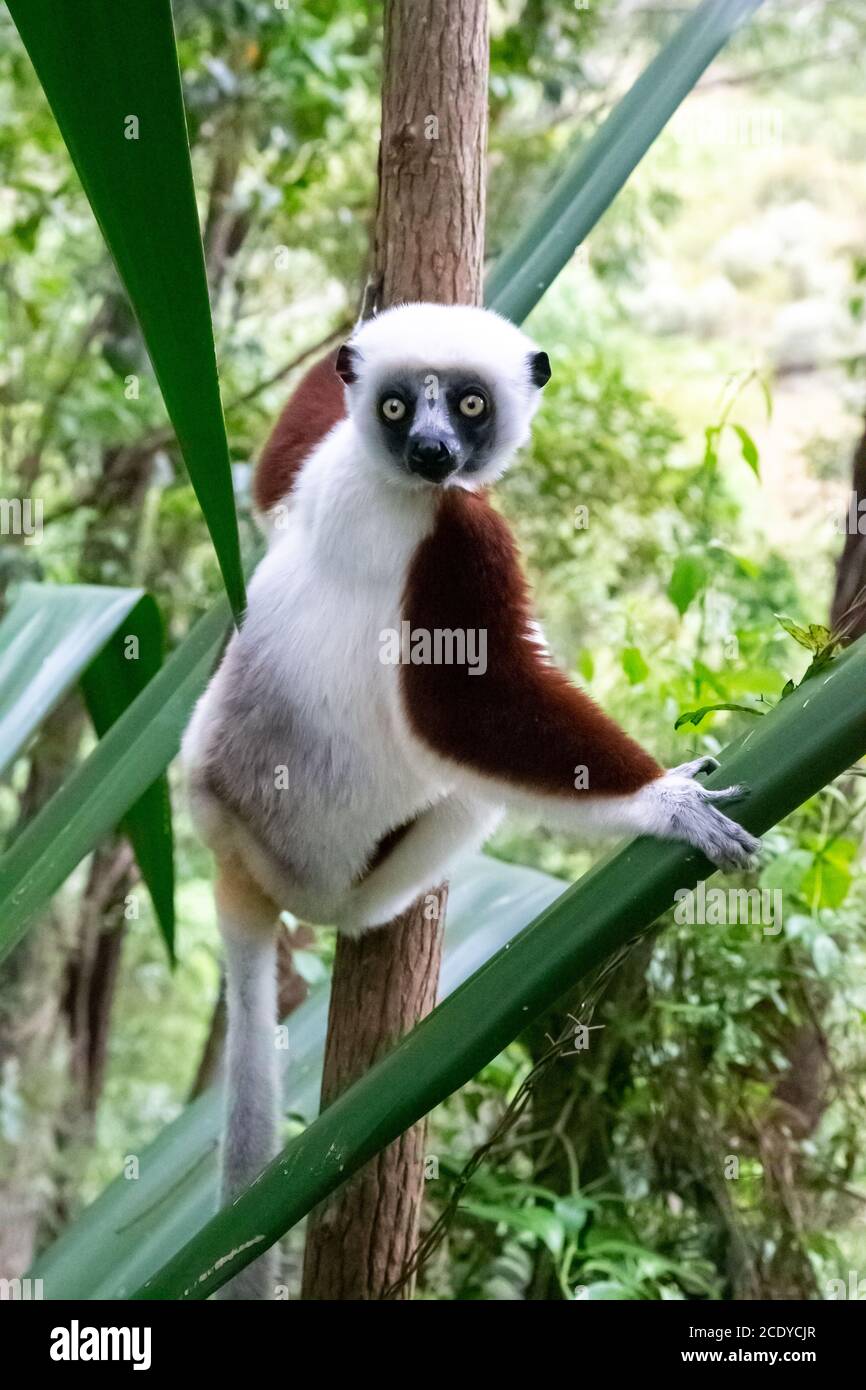 Le portrait d'un citron Sifaka dans la forêt tropicale Banque D'Images