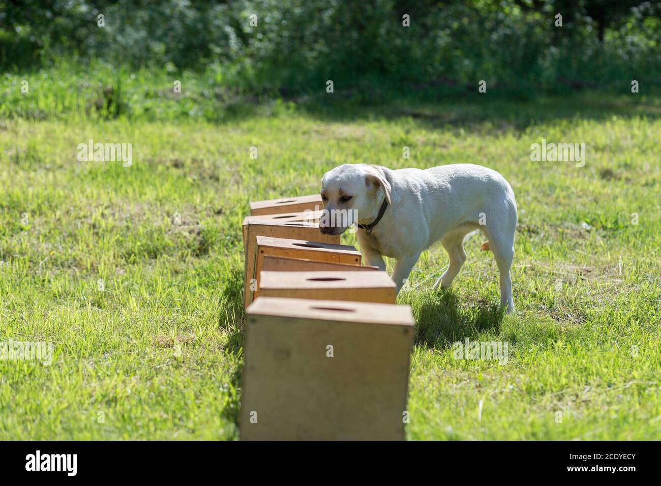 White Labrador Retriever snihes une rangée de conteneurs à la recherche d'un contenant avec un objet caché. Formation pour former des chiens de service pour la police, les douanes ou b Banque D'Images