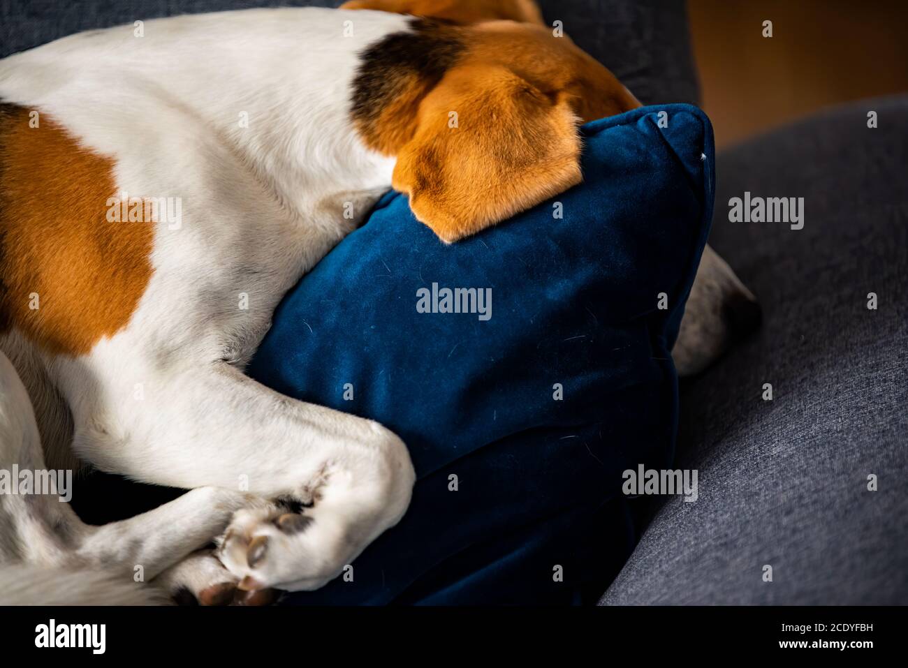 Le chien Beagle fatigué dort sur un canapé confortable en position fanny. Banque D'Images