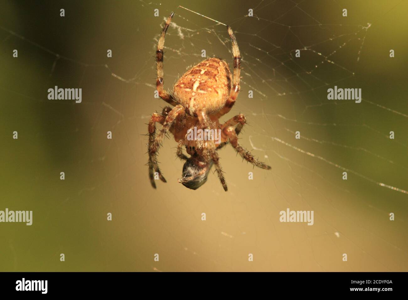 Araignée croisée Orb-tisserand sur le Web enveloppant sa proie, Angleterre, Royaume-Uni Banque D'Images
