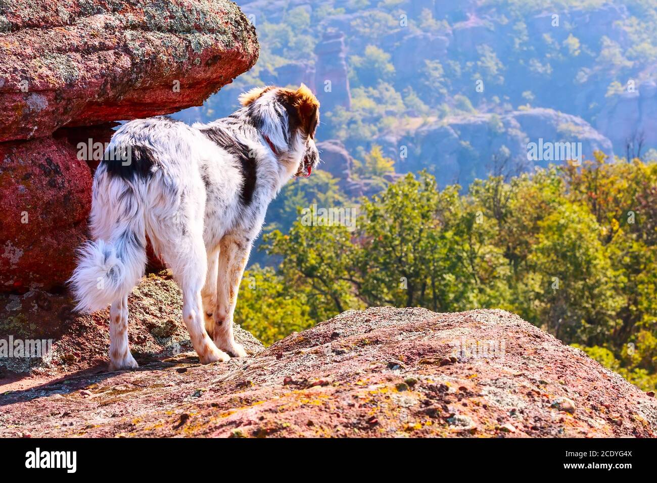 Chien qui regarde la vue sur les montagnes depuis les rochers Banque D'Images