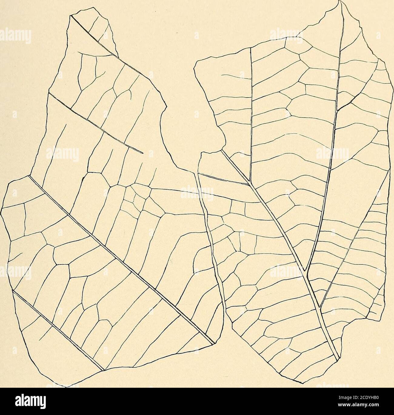 . Étude géologique du Maryland . PLAN. PLAQUE LXXV. PAGE Platanus sp. ? HOLICK 232 MARYLAND, ÉTUDE GÉOLOGIQUE. PLIOCÈNE ET PLÉISTOCÈNE, PLAQUE LXXV.. PLAN. INDEX GÉNÉRAL Abbe, Cleveland, Jr., 53, 123.Alexander, J. H., 29, 43.alluvial, 27. Sol d'Alluvion, 26.Rivière Anacostia, section de Talbot forma-tion près, 97.Atkinson, Gordon T., 5.Atlantic City, N. J., 144. B Rivière arrière, à l'embouchure de, 204. Bartsch, Paul, EST. Bay Ridge, Maryland, 217. Bay Shore, Maryland, 193. Bibbins, A., 36, 54, 168. Bibliographie, 40-56. Blumenbach, 150. Bodkin point, M.D., 217, 218, 219, 226, 234, 235, 236.Bonsteel, J. A., 38, 55. Banque D'Images