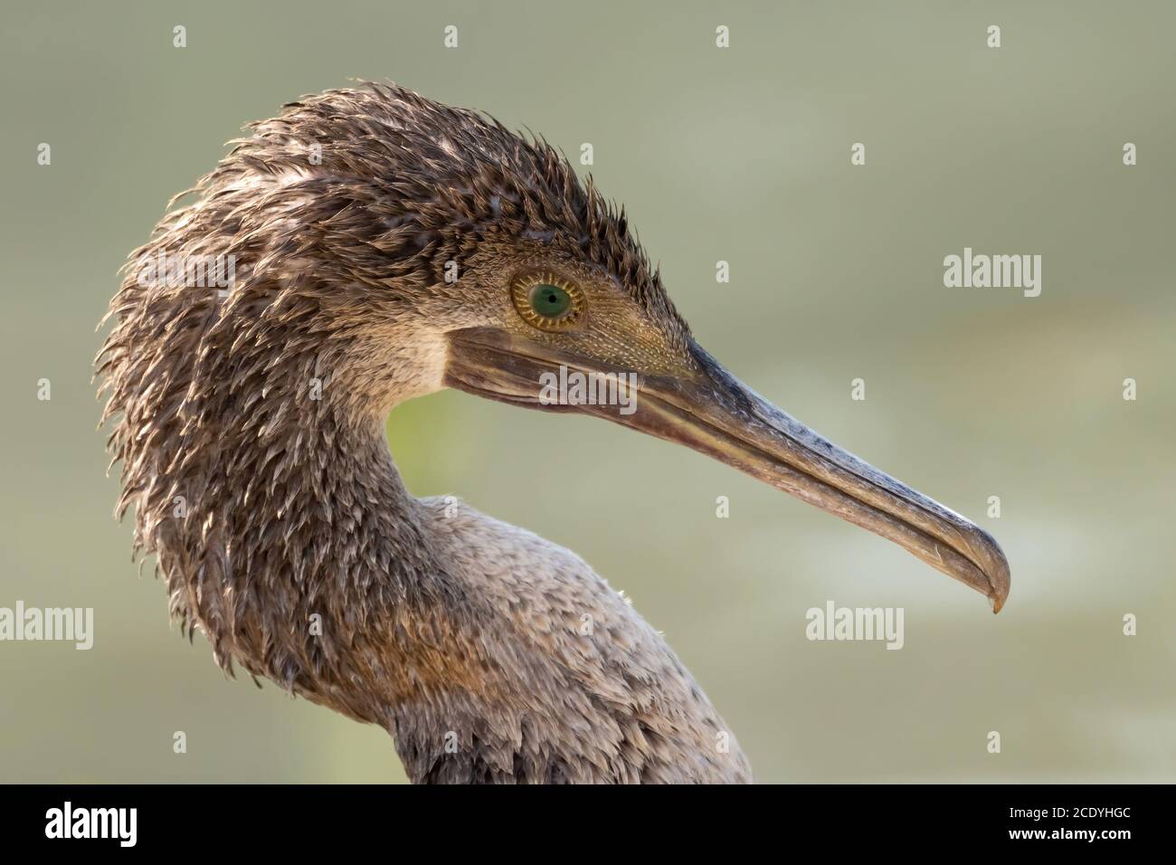 Socotra Cormorant sur la côte nord du Qatar. Le Cormorant de Socotra est une espèce menacée qui est endémique dans le golfe Persique Banque D'Images