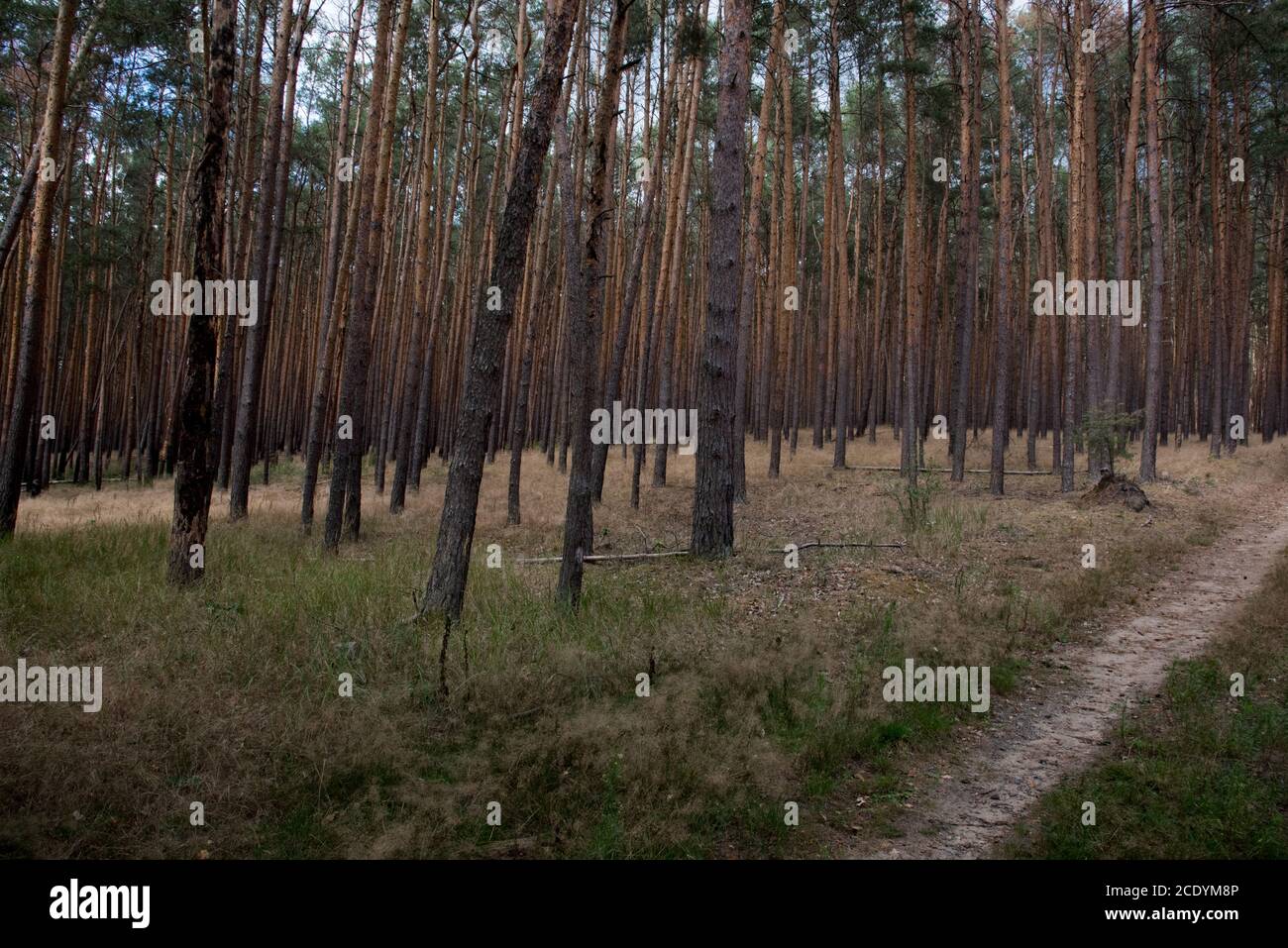 Deux ans après un énorme feu de forêt dans la forêt de Treuenbrietzen en août 2018, la forêt adjacente non brûlée semble prête à brûler. Banque D'Images