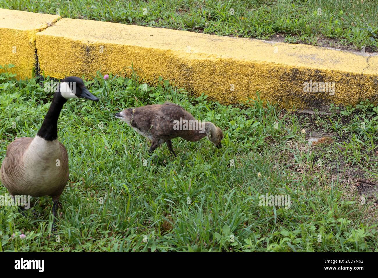 un gosling canadien ou une petite oie fourragent ensuite pour la nourriture à un trottoir dans un parc de la ville de new york comme sa mère regarde avec prudence le photographe Banque D'Images