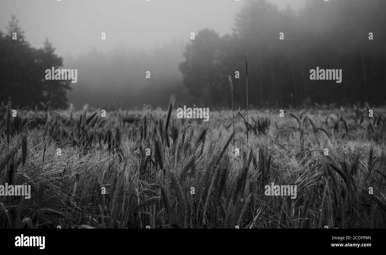 Champ de seigle monochrome dans un paysage brumeux près de la forêt Banque D'Images