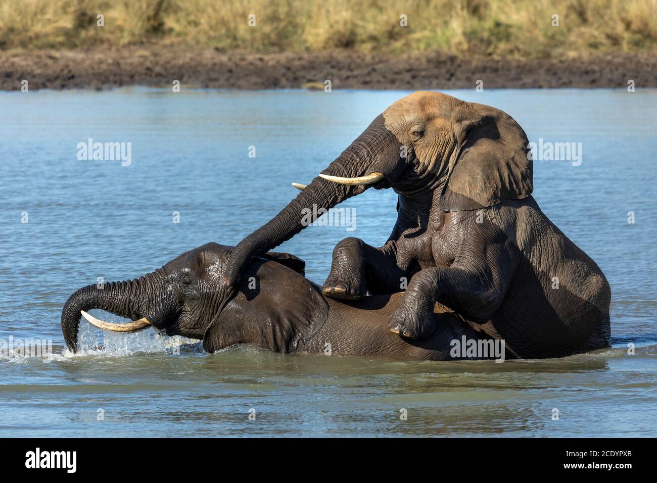 Éléphants jouant dans l'eau dans un barrage dans le parc Kruger En Afrique du Sud Banque D'Images