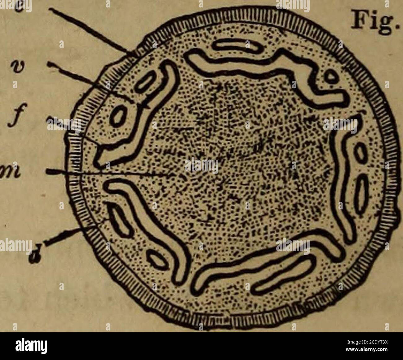 . Le témoignage des roches; . EAST INDIA TKEE-FERN.* SECTION DE LA TIGE DE L'ARBRE-FERN.T {ASOPHILA PERROTETIANA.) {Cyathea.) * Fig. 21, r a, Rachis, s'épaissit fortement vers sa base par d'innombrables racines aériennes, abattant vers le bas vers le sol, et qui couvrent étroitement la tige. t Fig. 22, m, tissu cellulaire du centre du rachis; d, tissu semblable de L'HISTOIRE DES PLANTES. 61 herbe, à moitié cachée dans le marais, à l'arbre majestueux. La fraise naine et la petite ruée vers la pierre sont de l'ordre esame comme nos vergers plus fins, — ajpple,. Poire, andplum, — ou comme ces nobles aubépine, frêne de montagne et cher sauvage Banque D'Images