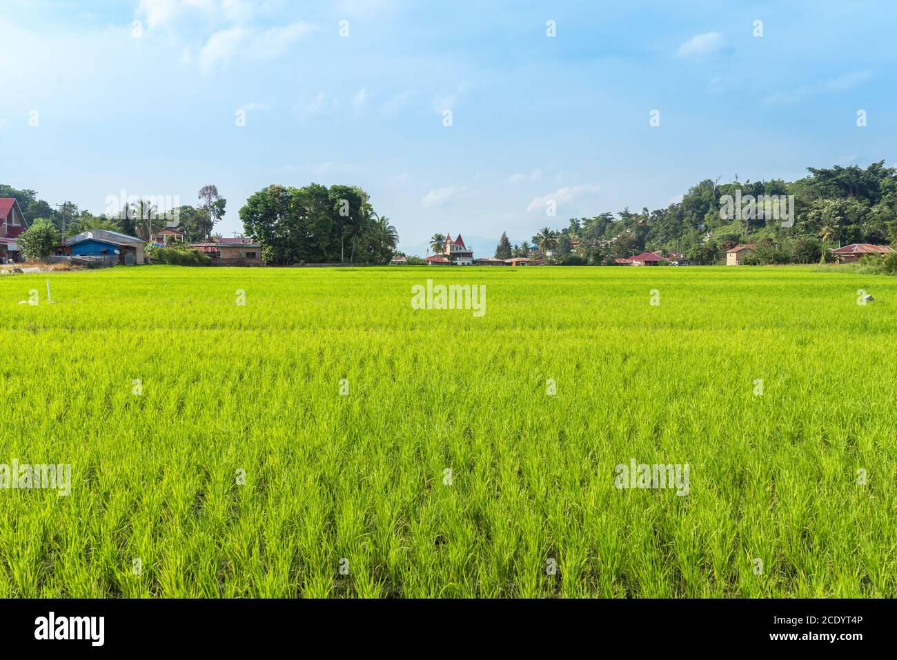 Rizières dans le village touristique de Tuktuk Siadong sur Sumatra Banque D'Images