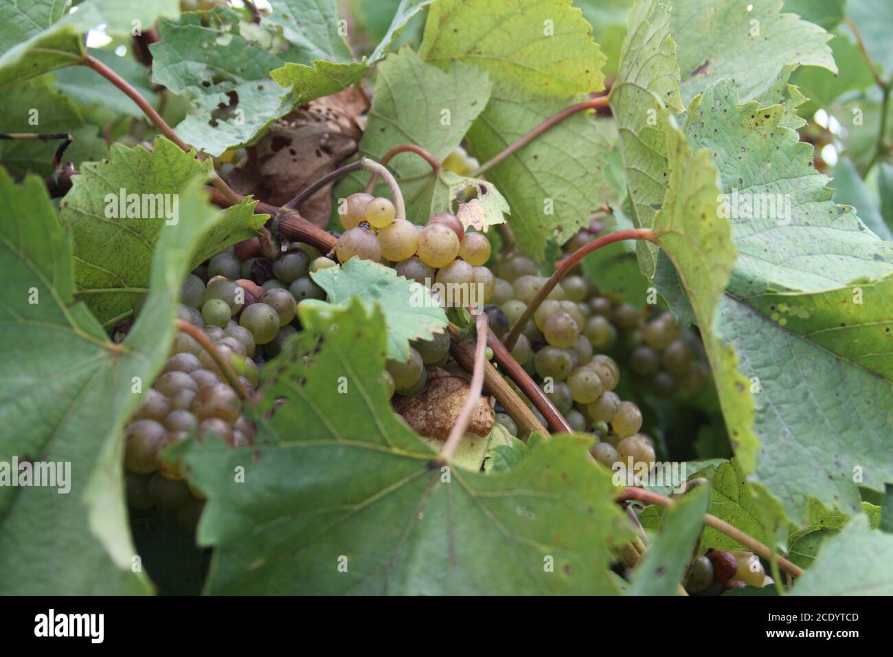 Vin blanc Augusta, Missouri, États-Unis. Banque D'Images