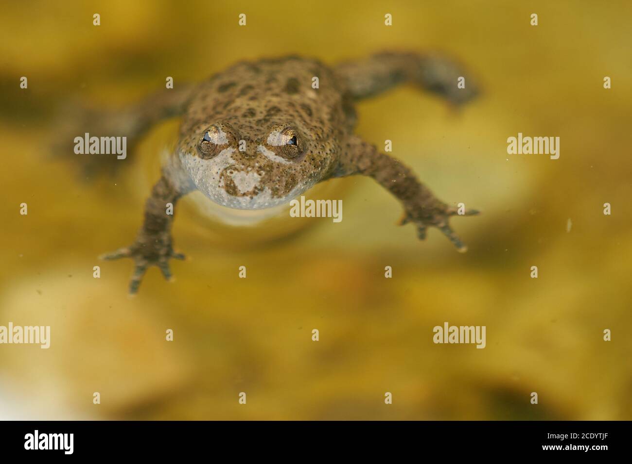 Toad jaune ventre Bombina Variegata Portrait yeux d'or avec coeur noir Banque D'Images