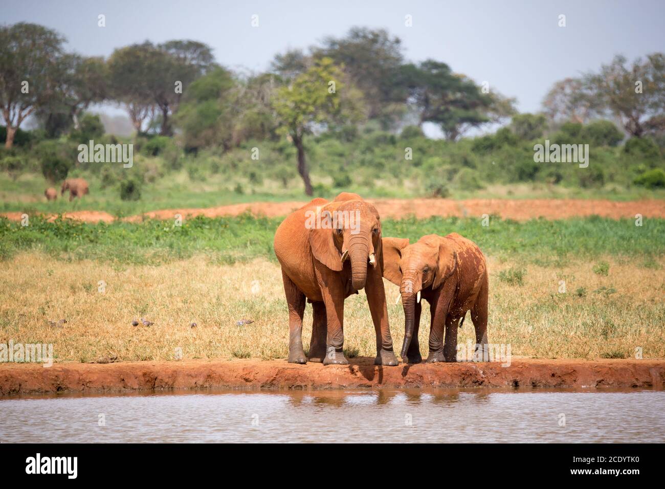 Famille d'éléphants boire de l'eau du trou d'eau Banque D'Images