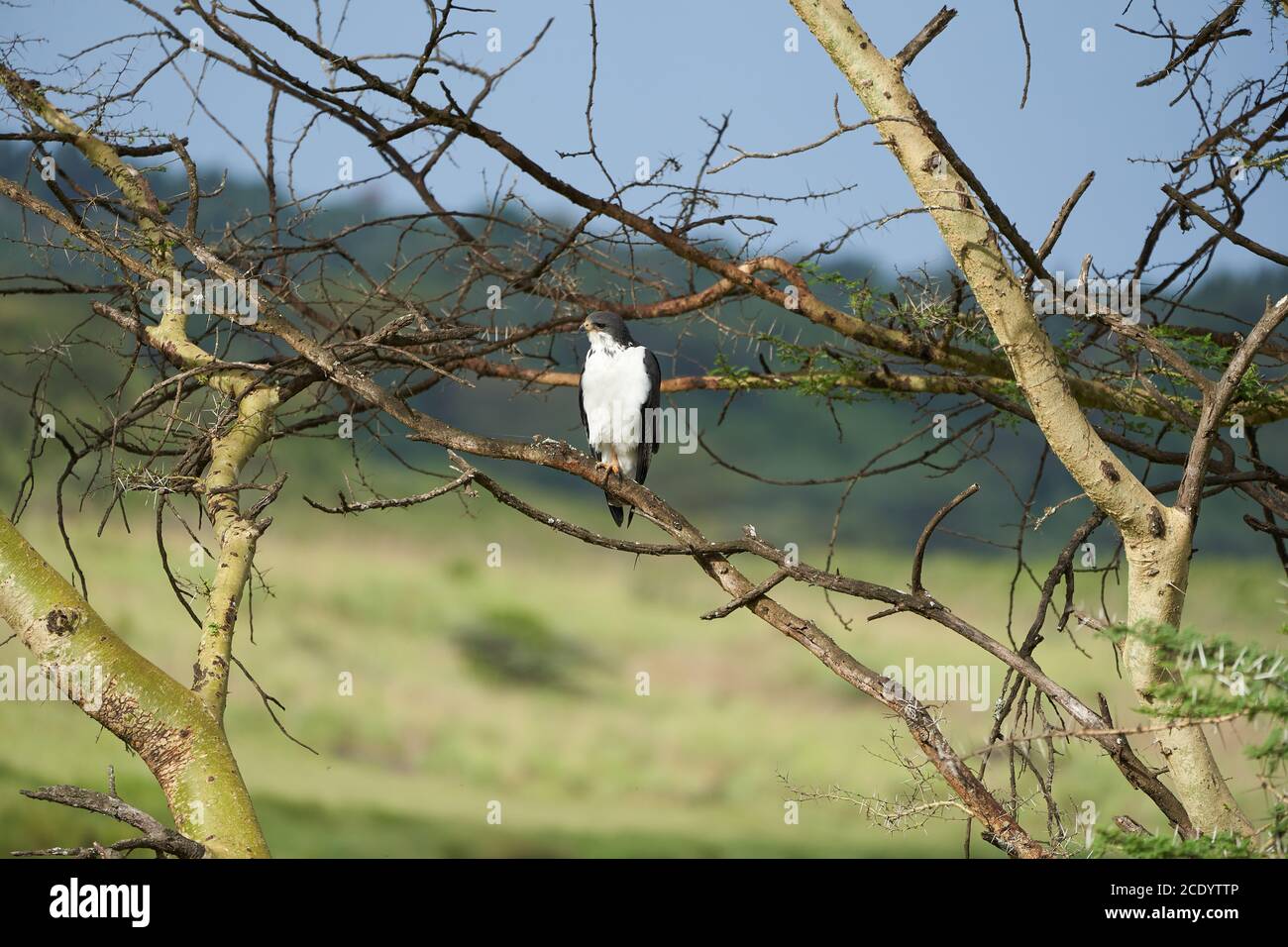 Augur Buteo augurarge oiseau de proie africain avec Pêchez le mamba vert de l'est Dendroaspis angusticeps très venimeux Banque D'Images