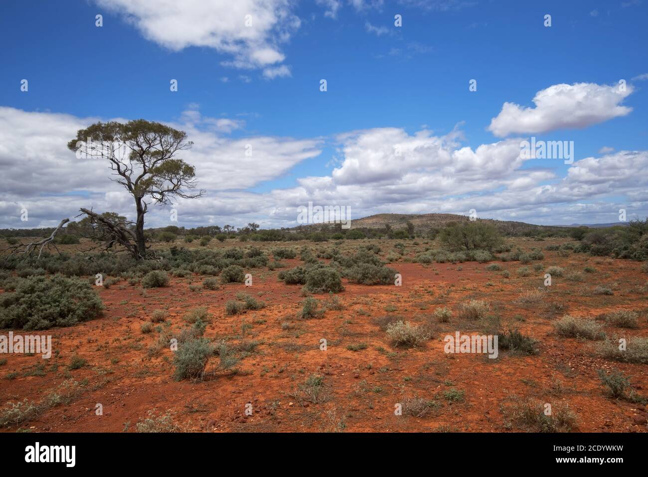 Australie méridionale – désert de l'Outback avec des gommages et un arbre sous ciel nuageux comme panorama Banque D'Images