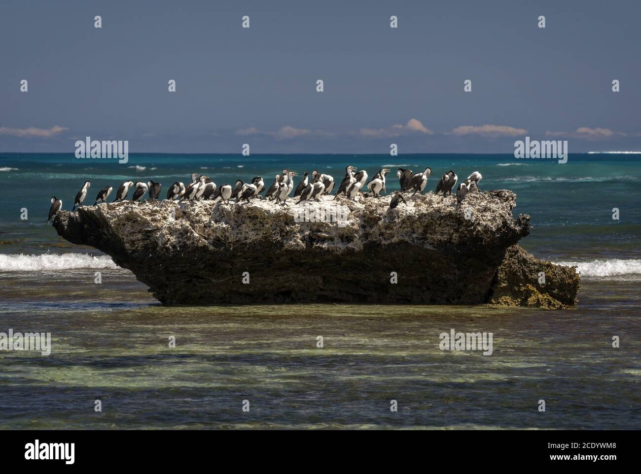 Groupe australien de Pied Cormorant à a Rock in the Ocean – Australie occidentale Banque D'Images