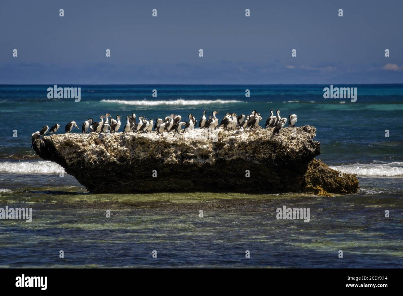 Groupe australien de Pied Cormorant à a Rock in the Ocean – Australie occidentale Banque D'Images