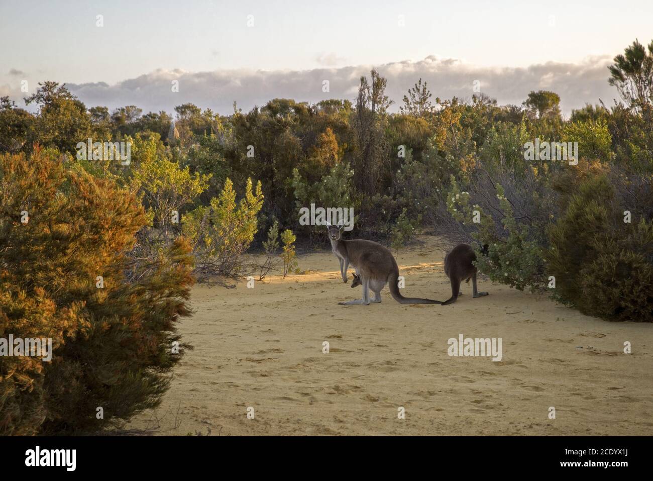 Red Kangaroo famille se nourrissant dans le Bush au crépuscule – Australie occidentale Banque D'Images
