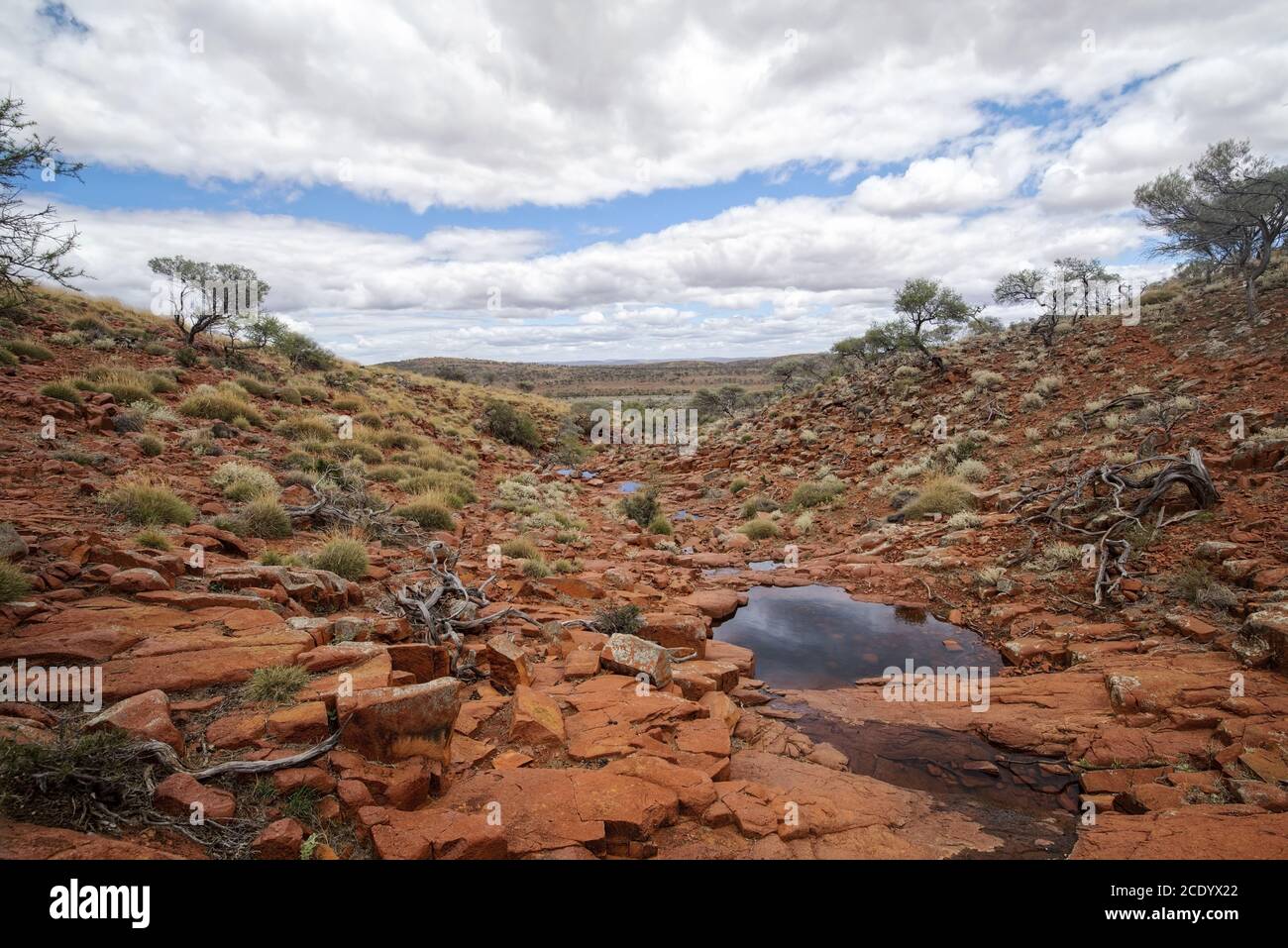 Australie méridionale – désert de l'Outback avec gommages et arbres ciel nuageux comme panorama Banque D'Images
