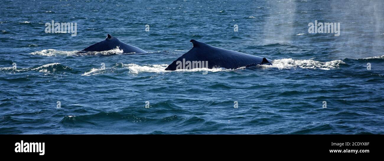 La famille des baleines à bosse se balance le long de la côte de l'Ouest Australie Banque D'Images