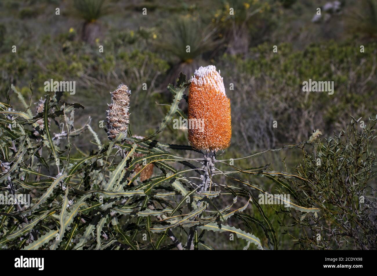Banksia d'Orange laineux – fleur sauvage endémique en Australie occidentale Dans la région de Kalbarri Banque D'Images