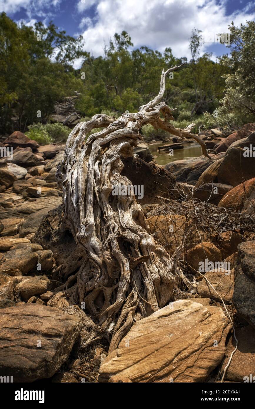 Australie Outback - lit de rivière avec grande racine d'arbre Banque D'Images