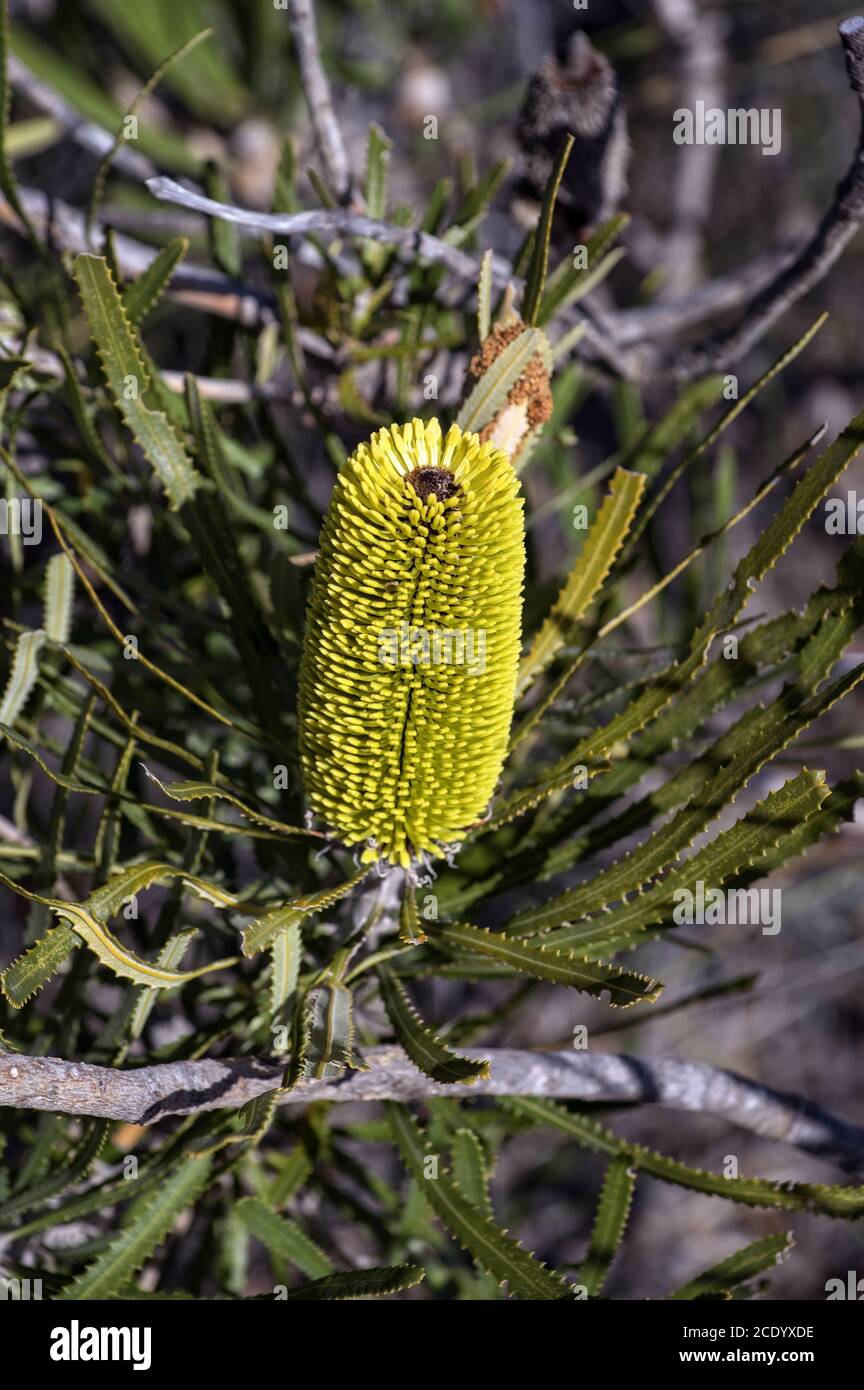 banksia d'Acorn – fleur sauvage endémique en Australie occidentale à Région de Perth Banque D'Images