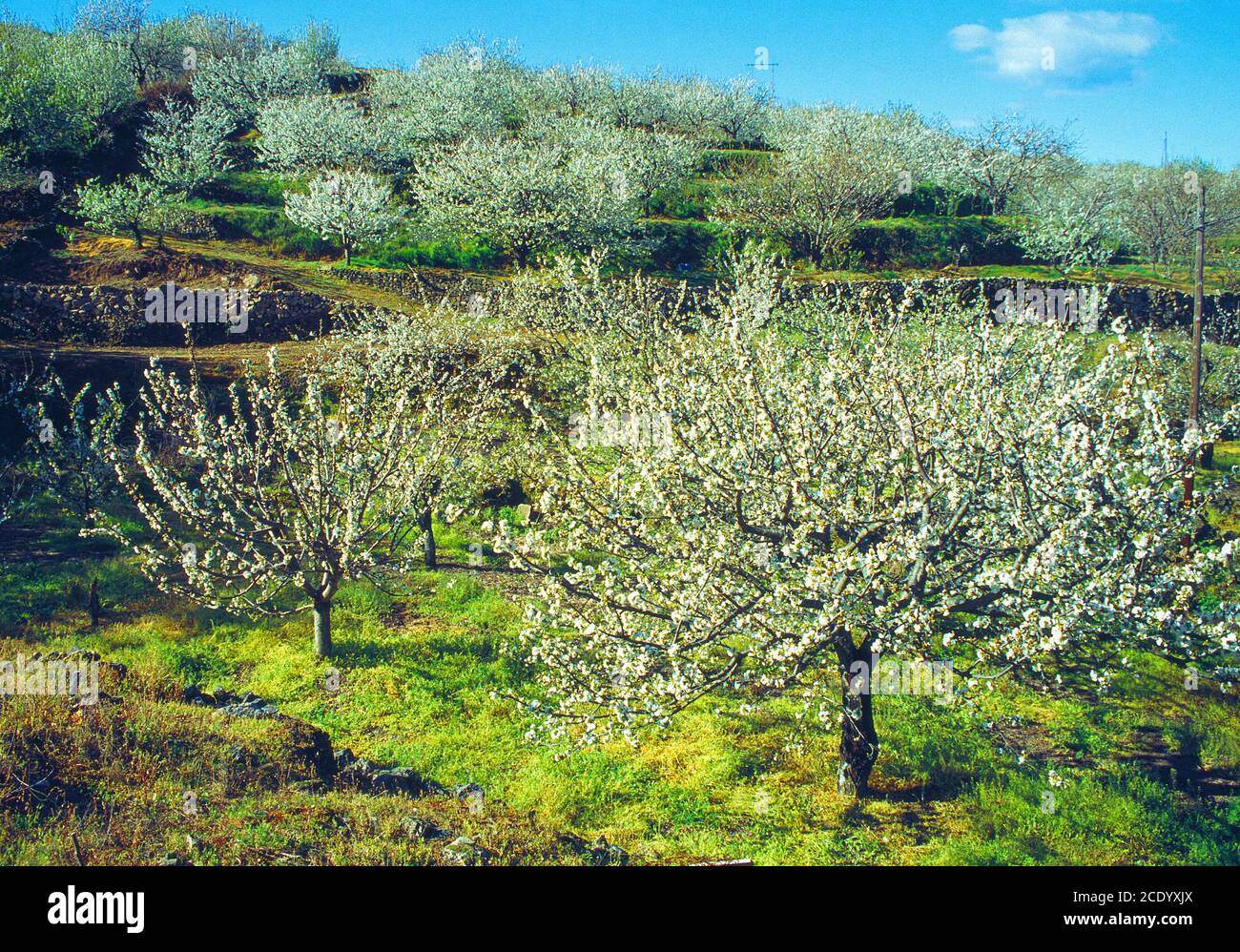 Cerisiers fleuris. Vallée de Jerte, province de Caceres, Estrémadure, Espagne. Banque D'Images