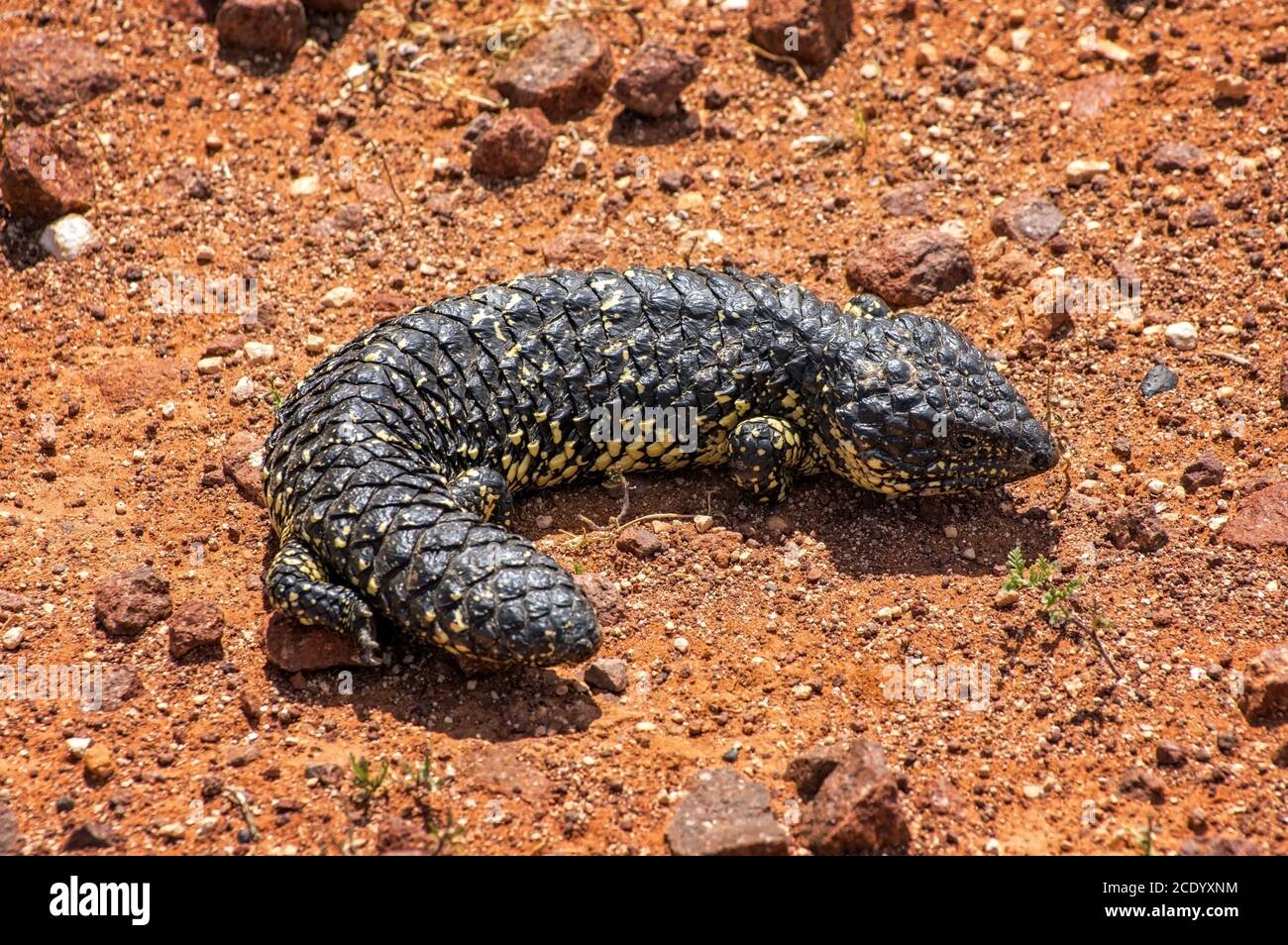 Australie du Sud – désert de l'Outback avec un lézard à dos rétréci comme gros plan sur sol rouge Banque D'Images