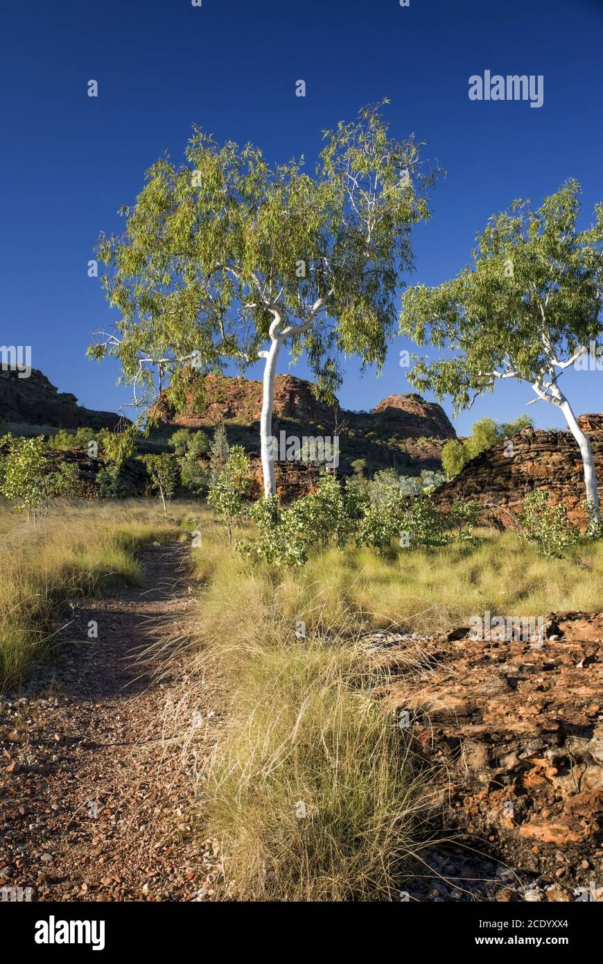 Gommes fantômes à la formation rocheuse des Kimberley – Ouest Australie Banque D'Images