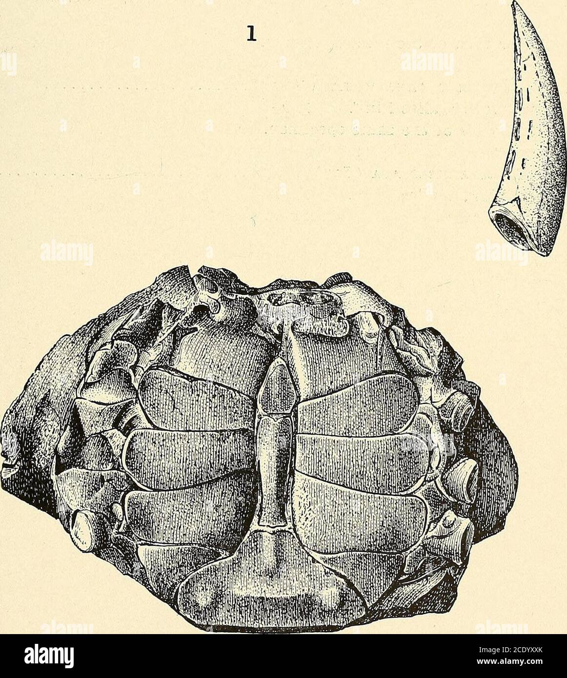 . Étude géologique du Maryland . ARTHROPODA CRUSTACEA. PLAQUE XLII. PAGE Figs. 1-4. Balanus crenatus Bruguiere 174 1. Vue intérieure d'une plaque latérale, Wailes Bluff. X 7 2. Échantillon montrant le compartiment et la base intacts. Même localité. X 6 3. Vue intérieure d'une plaque latérale plus grande, Federalsburg. X 3 4. Vue extérieure du même échantillon. Fig. 5, 6. Tornatina canaliculata (Say) 17(J 5. Vue dorsale, Wailes Bluff. X 9 6. Vue ventrale du même échantillon. Fig. 7, 8. Terebra dislocata (Say) 177 7. Vue dorsale, Wailes Bluff. X 2V2 8. Vue ventrale du même échantillon. Fig. 9, 10. Maxgilia Banque D'Images