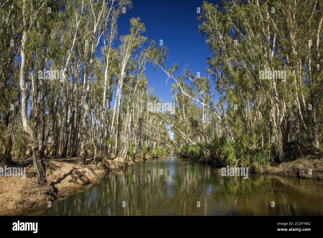Eucalyptus en tant que rivière dans les Kimberley en Occident L'Australie en journée et dans un ciel sans nuages – papier peint Banque D'Images