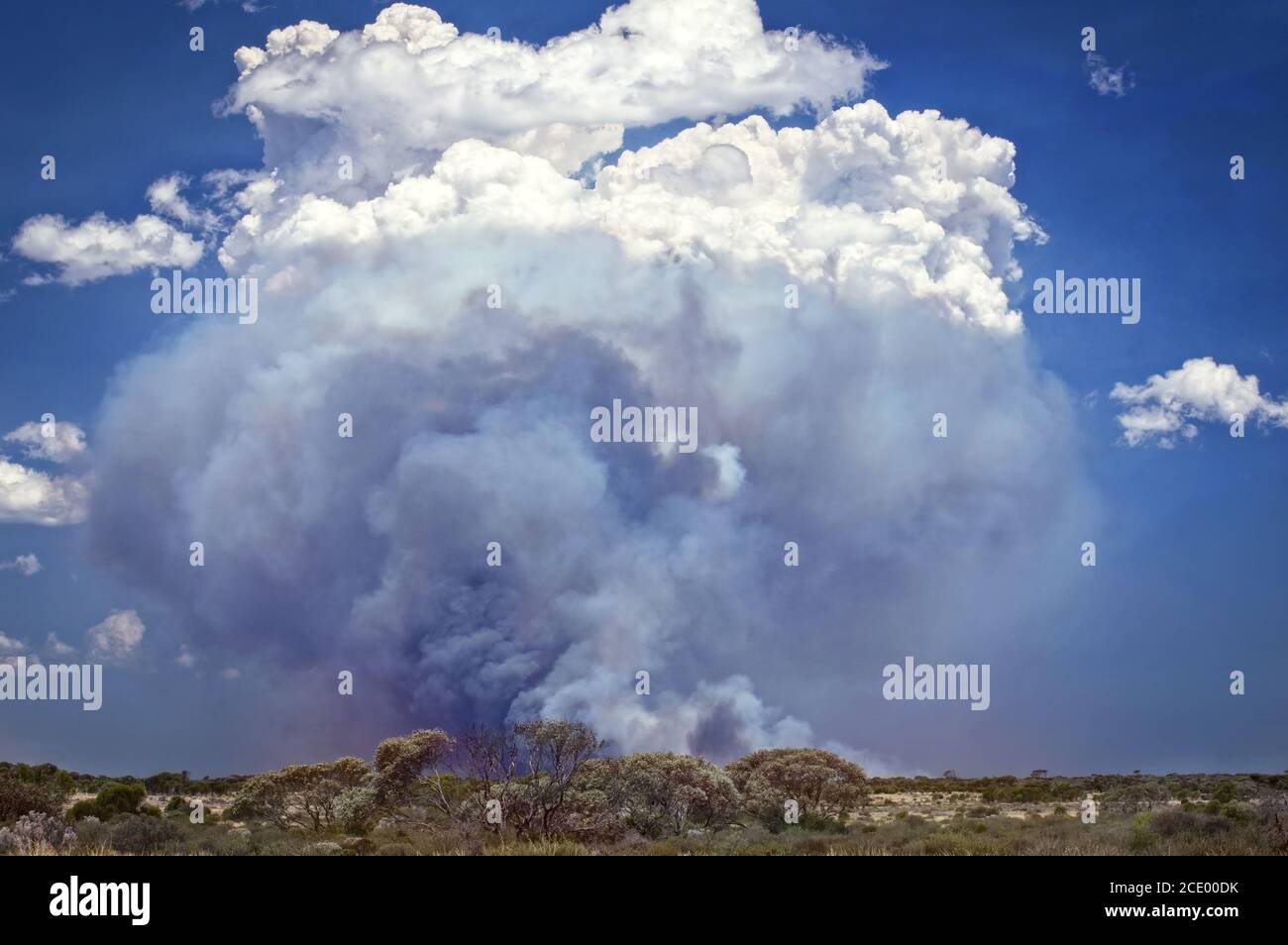 Australie occidentale – feu de brousse dans le désert de l'Outback à Plaine de Nullarbor avec de hauts nuages de fumée et Banque D'Images