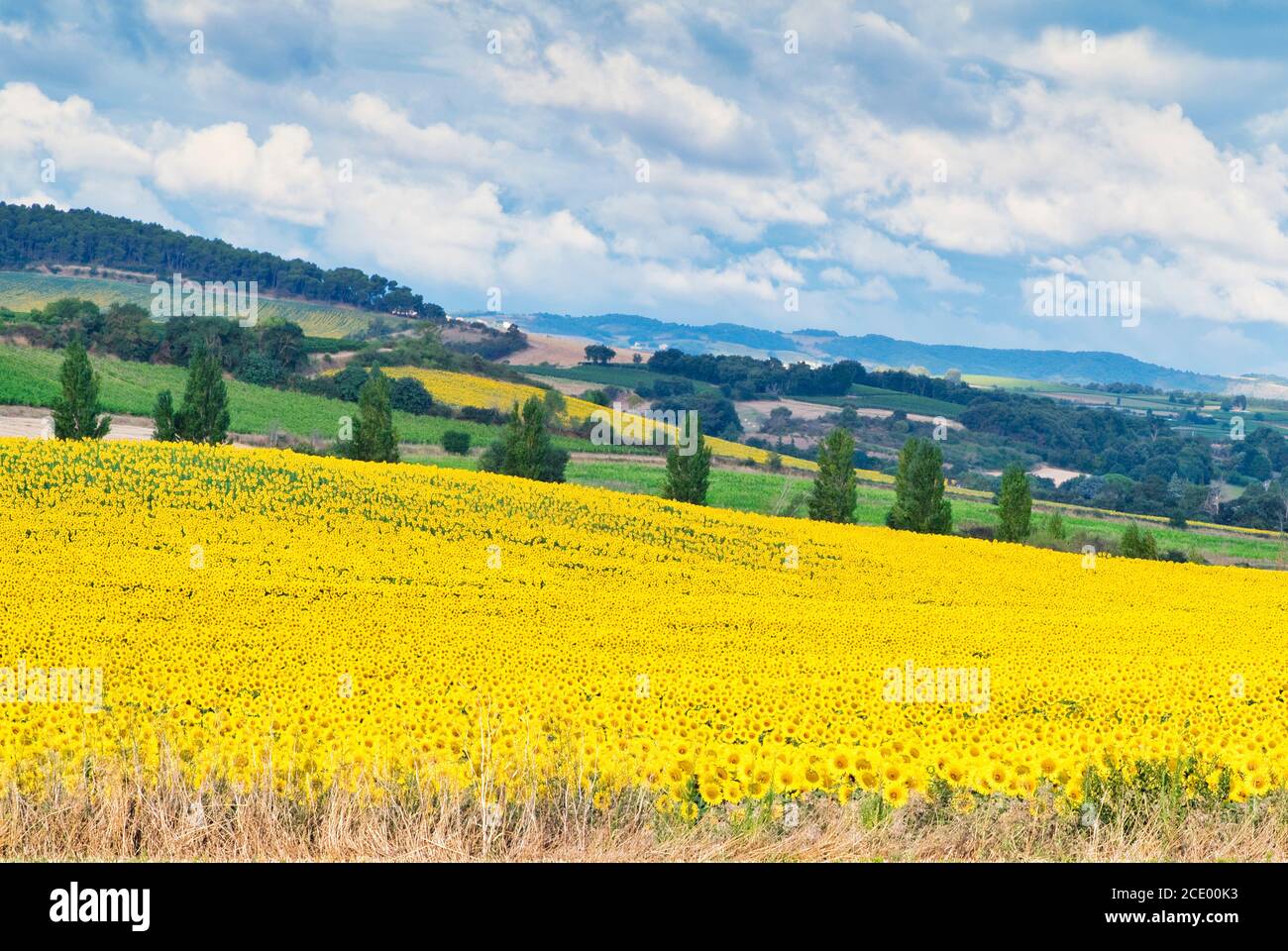 Paysage agricole mixte dans le sud-ouest de la France.Champs de tournesol et vignobles. Collines et forêts. Banque D'Images