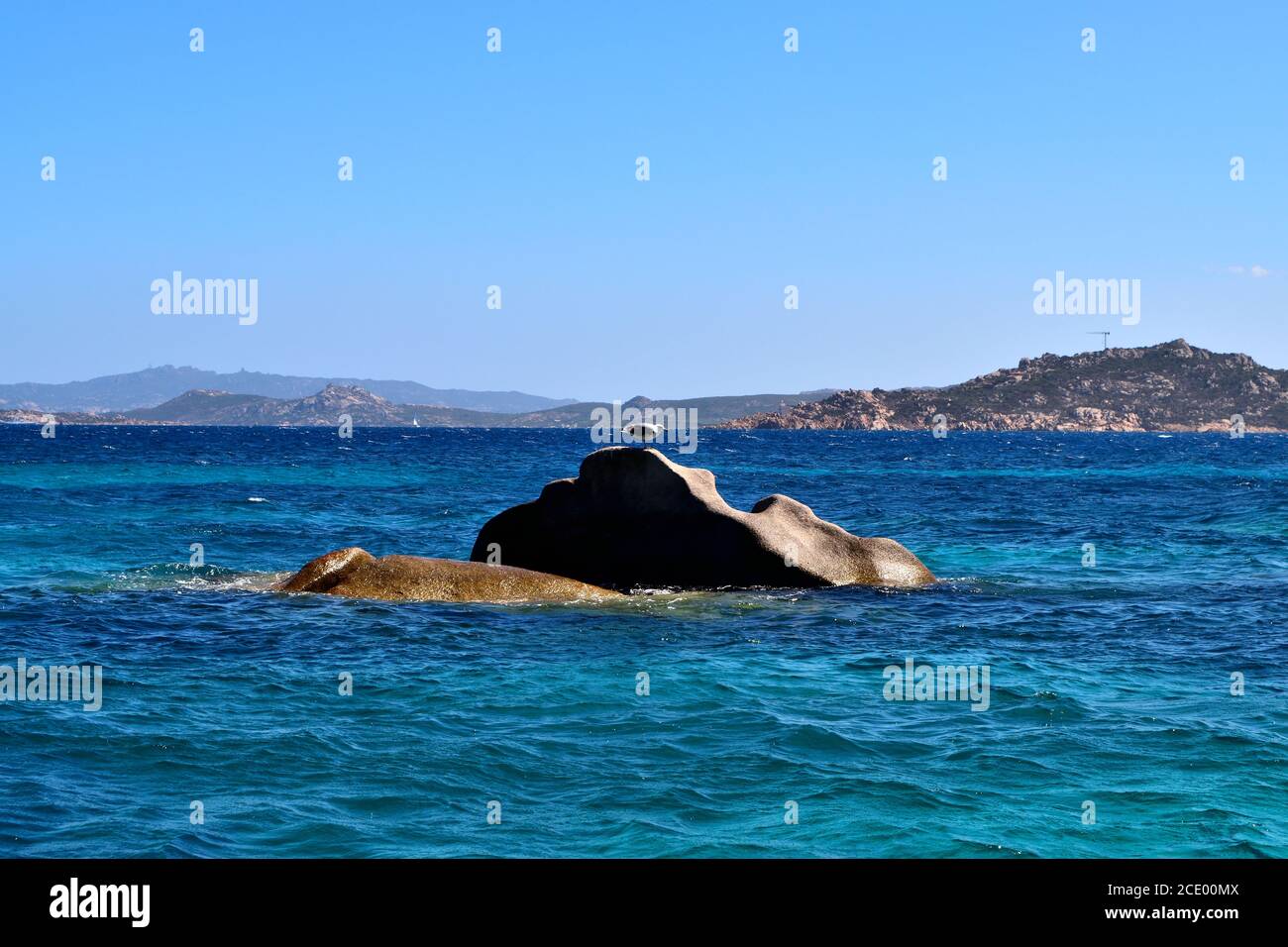 Une vue sur un magnifique mouette sur les rochers Banque D'Images