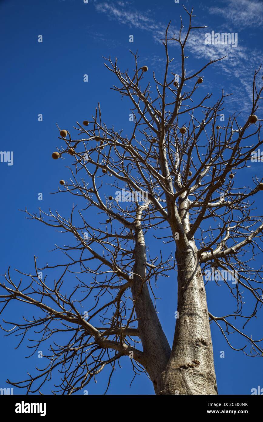 Boab avec fruits et sans feuilles à sec Saison avec ciel bleu aux Kimberley - Australie occidentale Banque D'Images