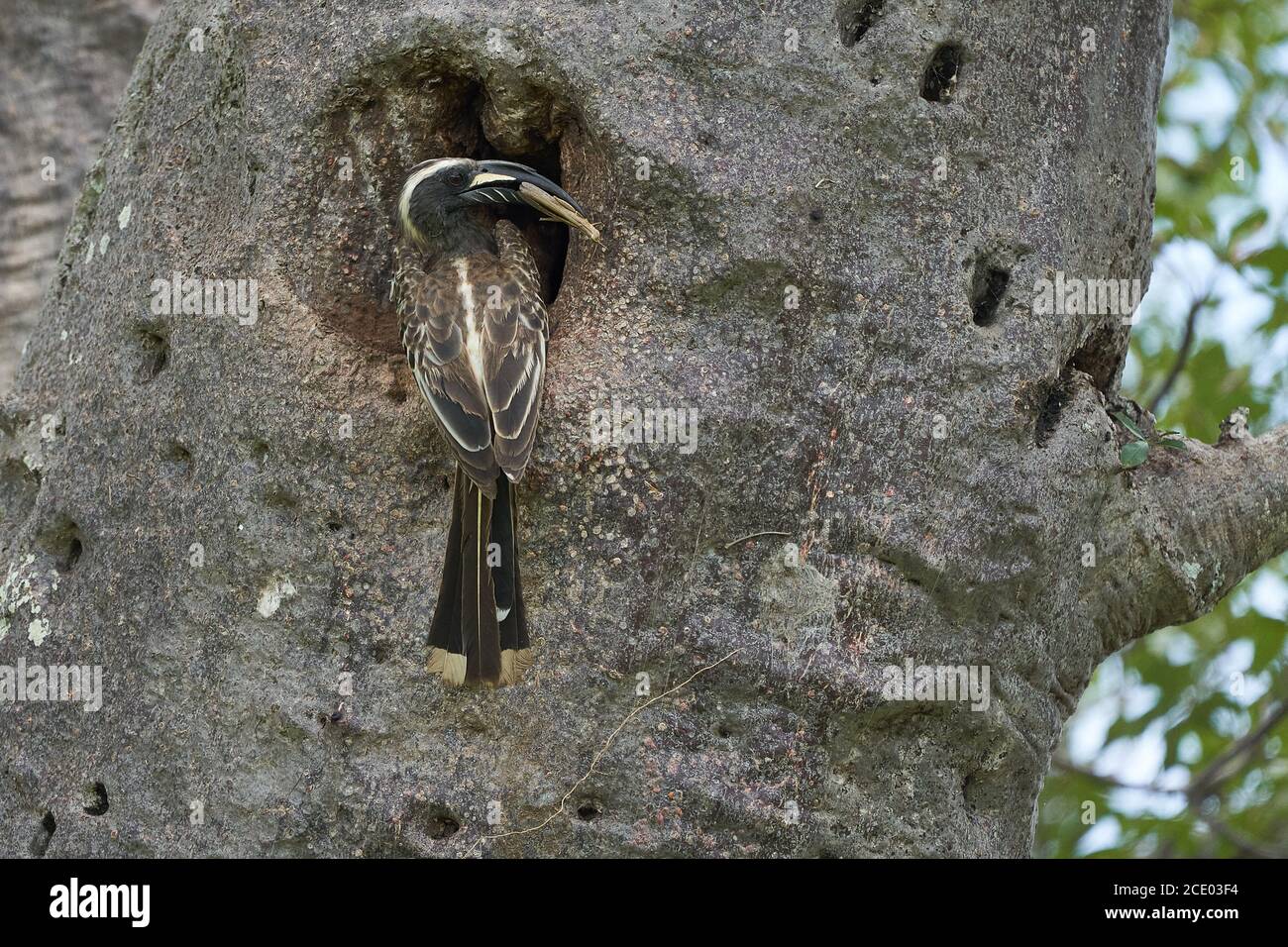 Le charme gris africain Lophoceros nasutus tropical près des oiseaux de passereau trouvés dans le Vieux monde. Afrique. Portrait avec insecte alimentaire Banque D'Images