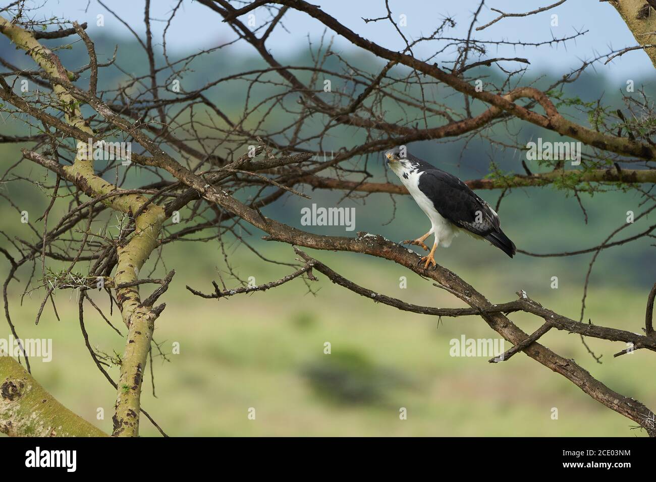 Augur Buteo augurarge oiseau de proie africain avec Pêchez le mamba vert de l'est Dendroaspis angusticeps très venimeux Banque D'Images