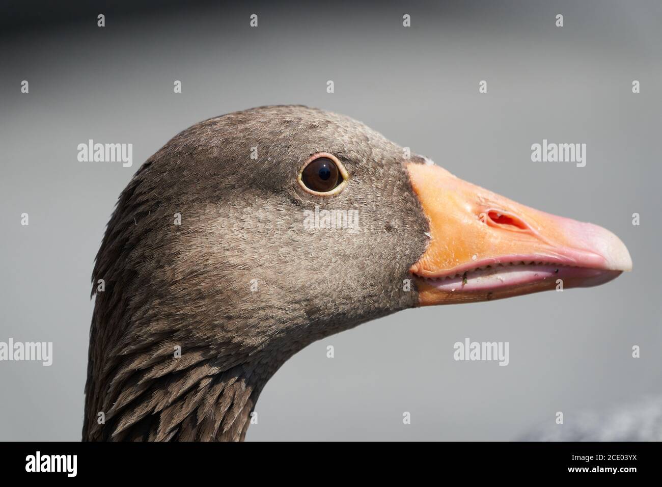 Grylag oie Anser anser Grande oie sauvagine Anatidae Portrait Banque D'Images