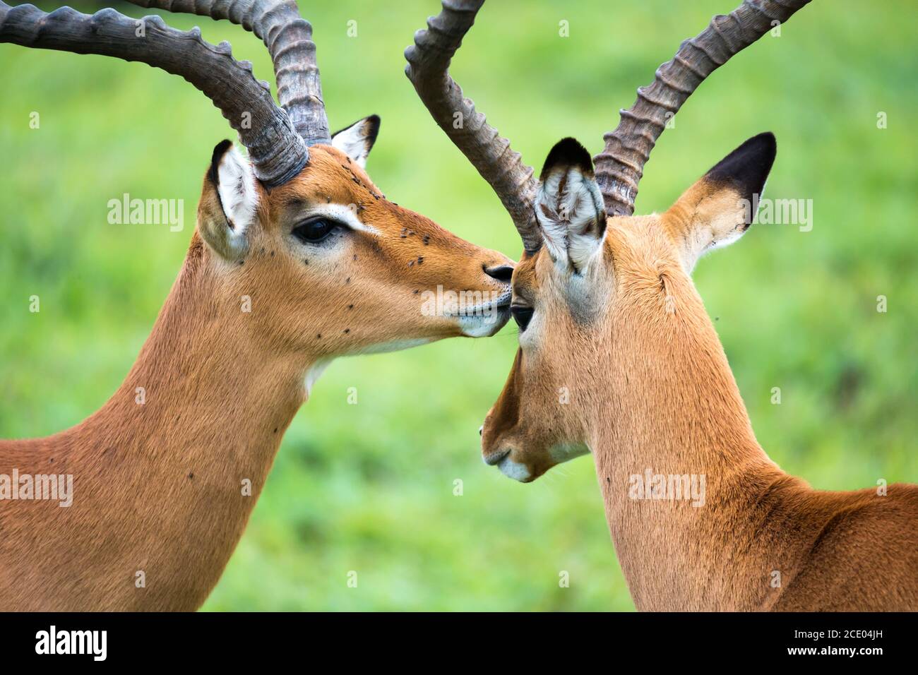 La famille Impala sur un paysage herbeuse dans la savane kenyane Banque D'Images