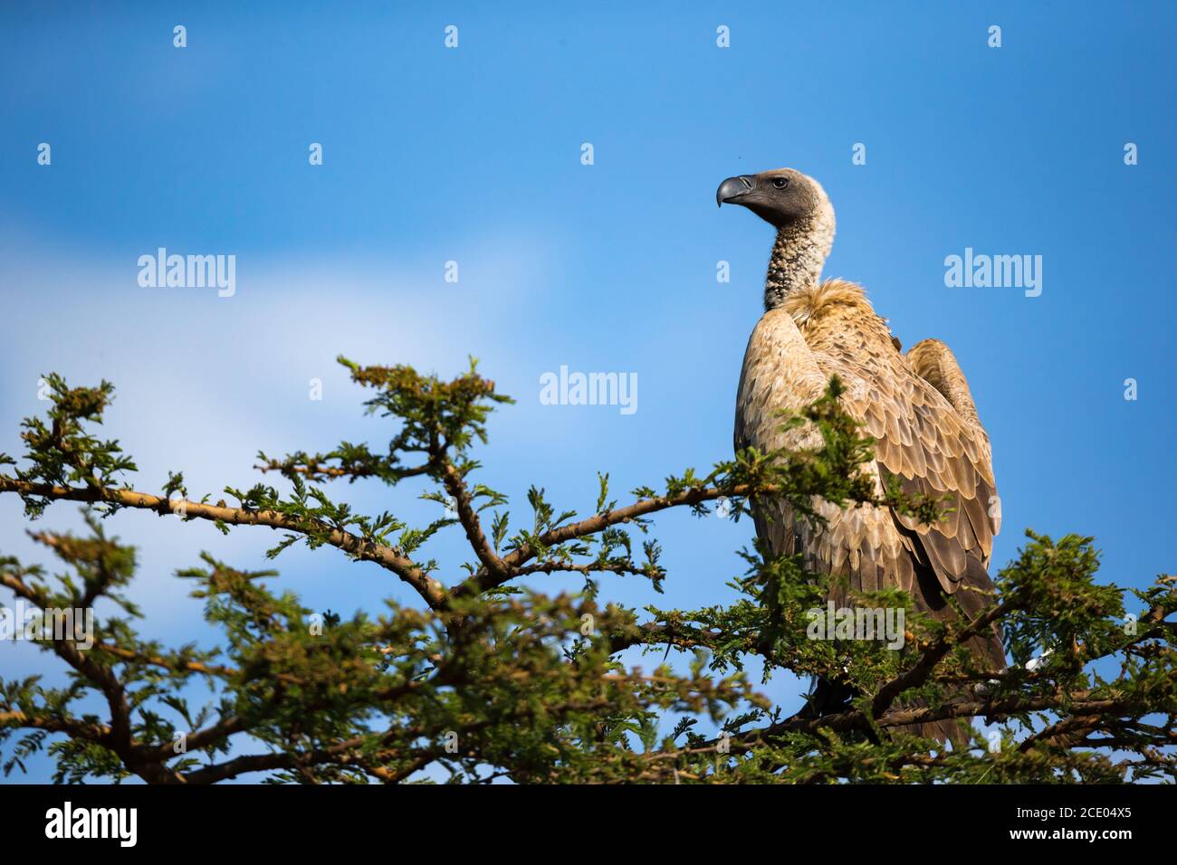 Un gros oiseau de proie est assis sur une branche Banque D'Images
