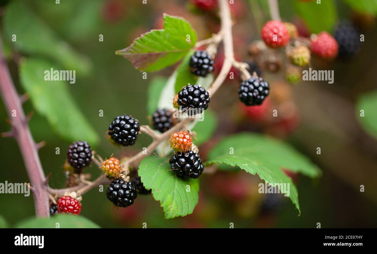 Vue sur les mûres de mûres sauvages sur les vignes de la ruée / Rubus Fructicosus croissant dans une Hedgerow britannique Banque D'Images