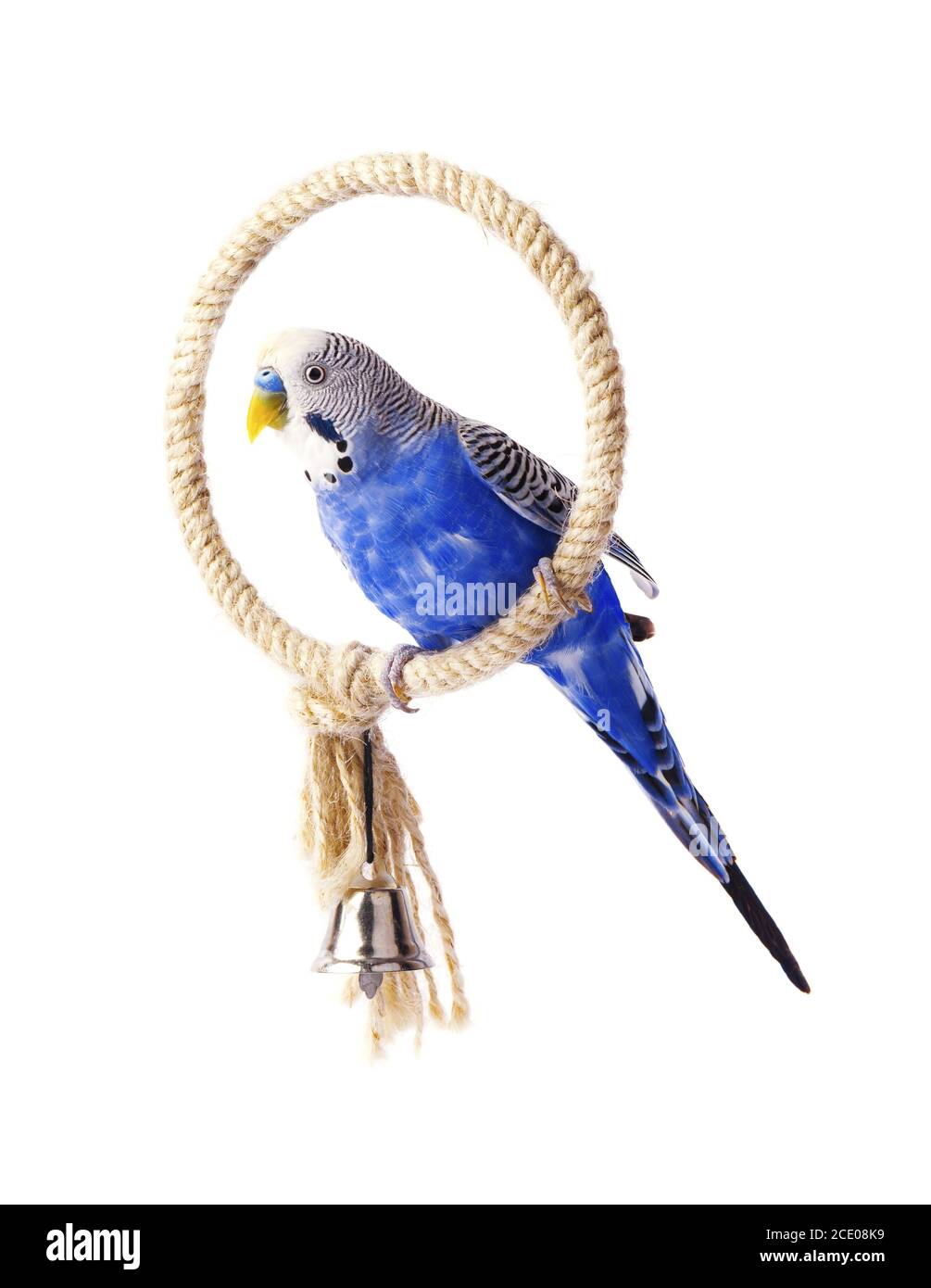 Perruche bleu, isolé sur fond blanc. Perruche ondulée sur le perchoir Banque D'Images