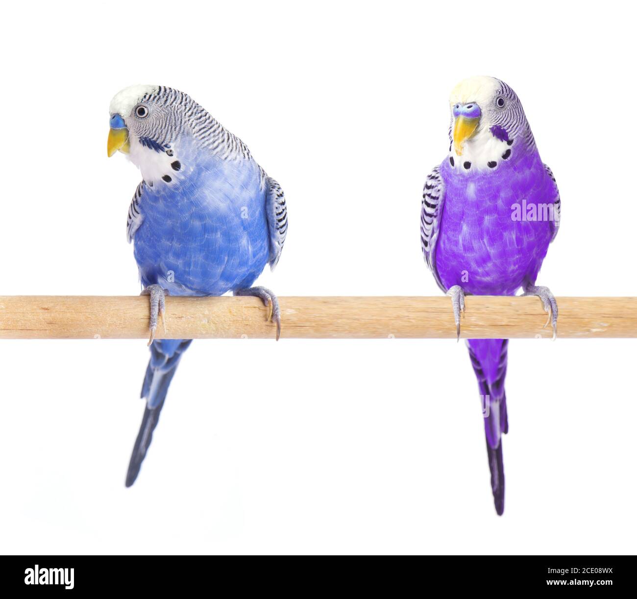 Perroquet Bleu et violet. Perruche bleu, isolé sur fond blanc. Perruche ondulée en pleine croissance Banque D'Images