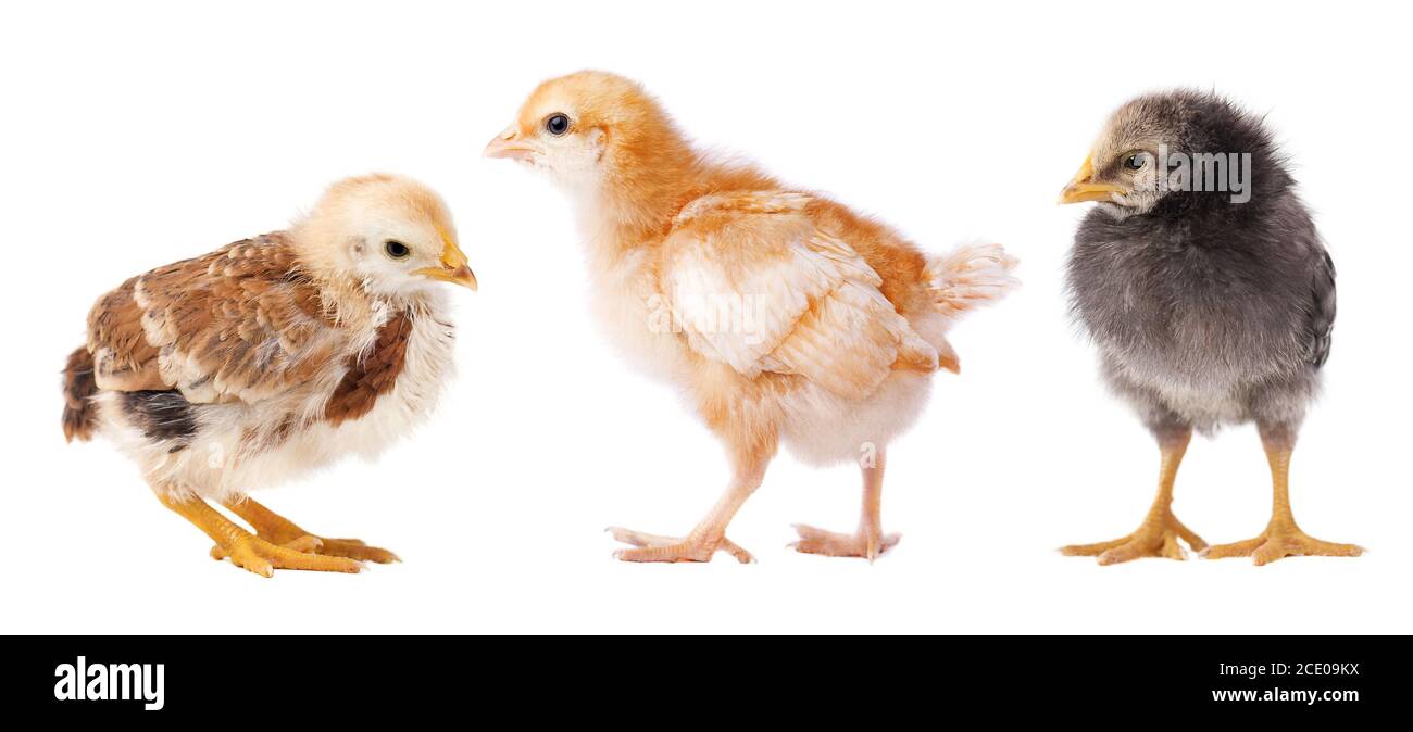 Les petits poulets isolé sur fond blanc. Collage de chick Banque D'Images