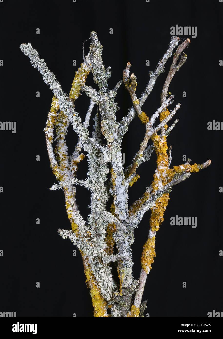 Des colonies de lichen jaune et gris poussent sur des branches forestières isolé sur le noir Banque D'Images